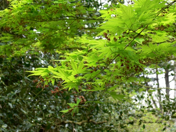 Bois des Moutiers (22) Mai 2012